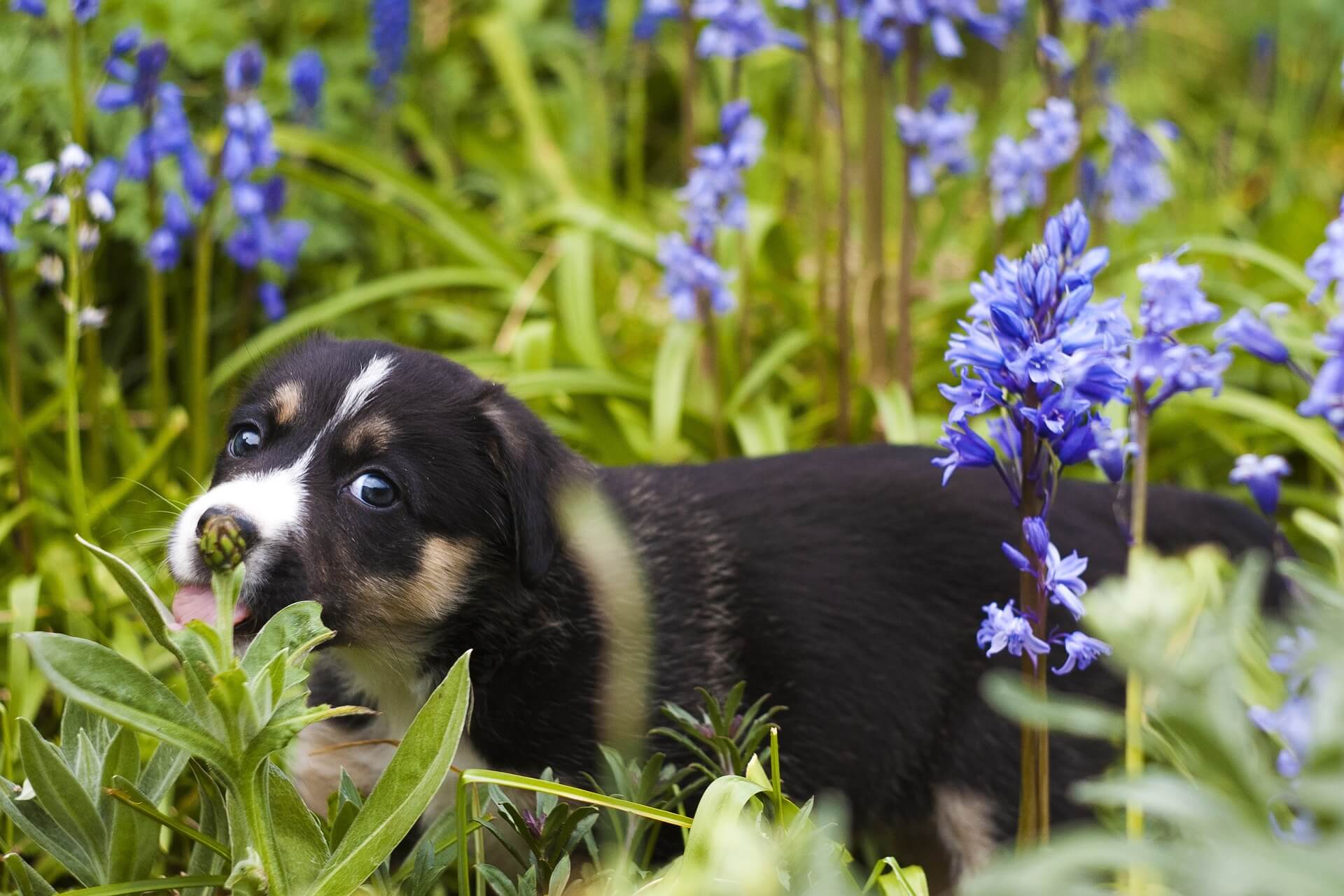 Bank Leer Wordt erger 7 tips om je tuin hondvriendelijk te maken