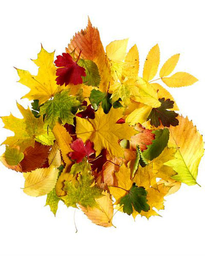 Varken Monet regenval Decoratie-ideeën met herfstblad