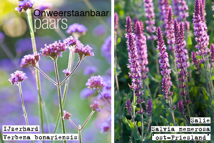 Een centrale tool die een belangrijke rol speelt Handelsmerk Afsnijden 6x zomerse paarse bloemen - Homeandgarden.nl