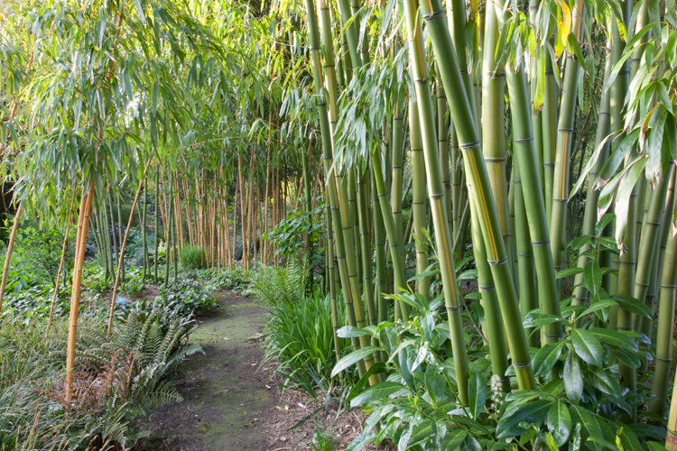 Dwalen bamboe -