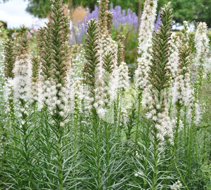 Deter Overredend Vochtigheid Tip: Vaste planten voor een kleurrijke tuin! - Homeandgarden.nl