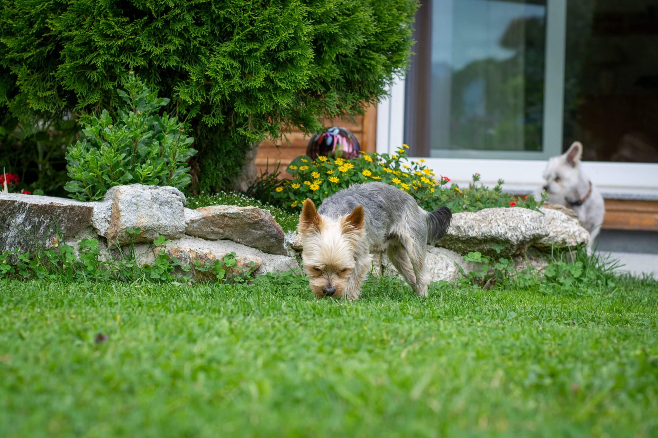 maak je een hondvriendelijke tuin Praktische tips